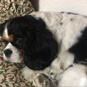 Meet your Posher, Carol